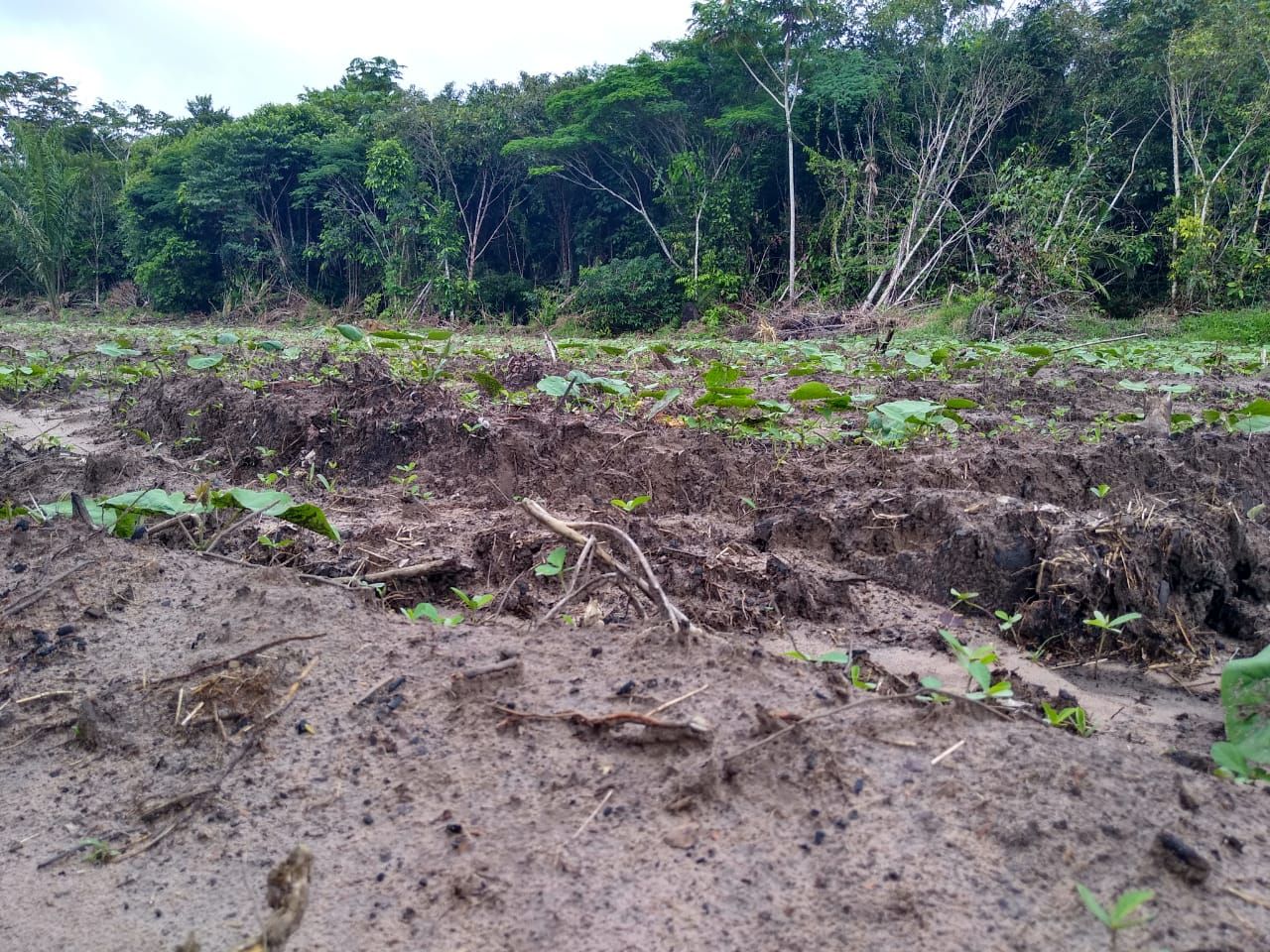 UA - Fazenda Esperança, Apuí/AM